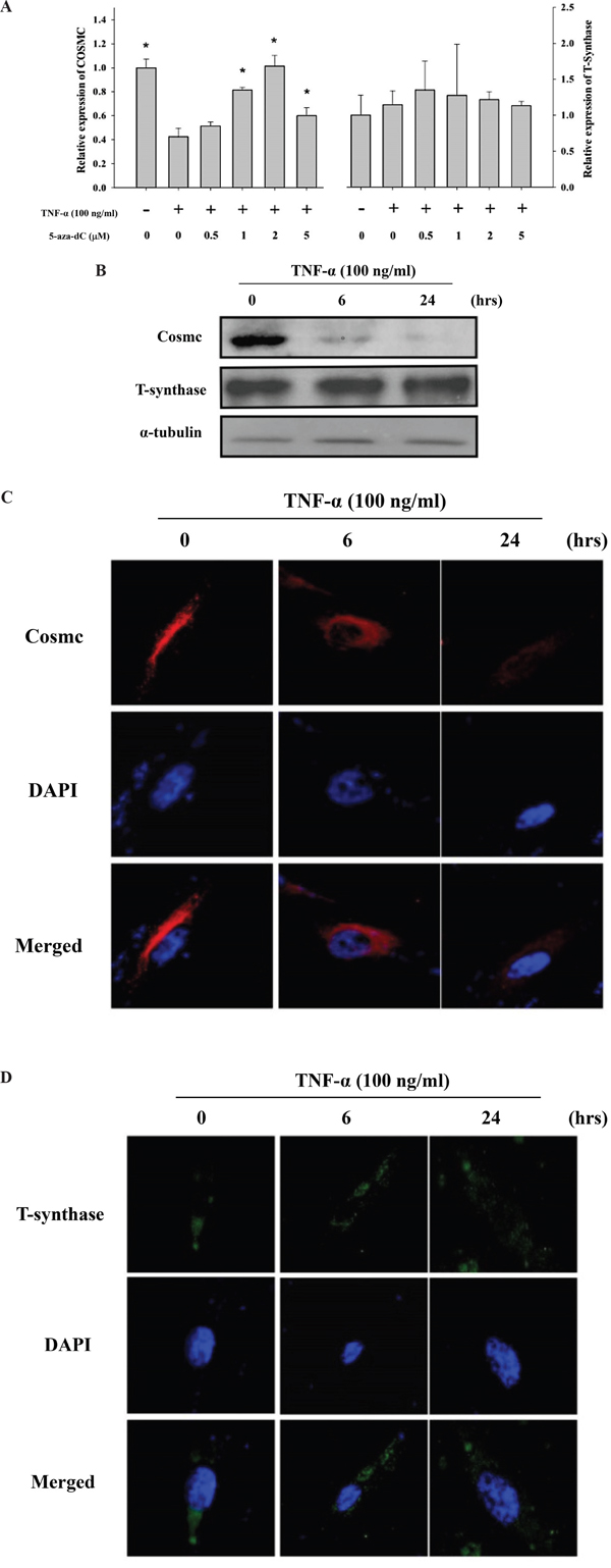 TNF-&#x03B1; up-regulated Tn levels is through down-regulation of the COSMC gene in HGFs.