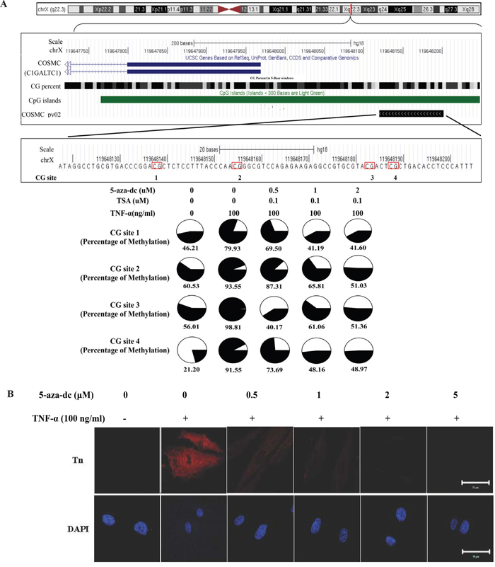 TNF-&#x03B1;-induced COSMC gene hypermethylation and Tn expression can be suppressed by demethylation agents (5-aza-dC).