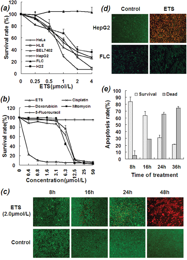 Inhibitory and killing effects of ETS on HCC cells.