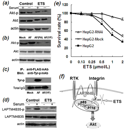 Inhibitory effects of ETS on phosphorylation of Akt and LAPTM4B-35.