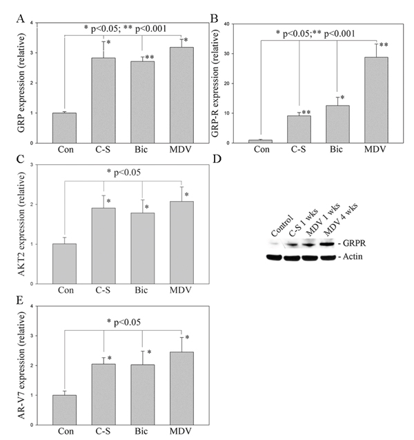 Long-term treatment with anti-androgens induces NED and increases GRP, GRP-R and ARVs expression in PC cells.