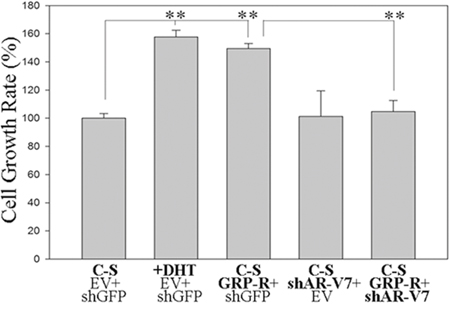 GRP/GRP-R signaling contributes progression of PC cells to androgen independent growth by increasing ARVs expression.