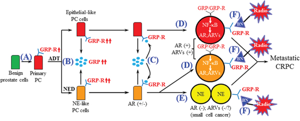 Schematic representation of the role of GRP/GRP-R signaling in the progression of CRPC.