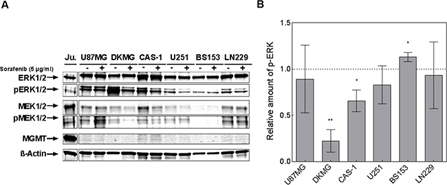 Effect of sorafenib on MAPK signaling.