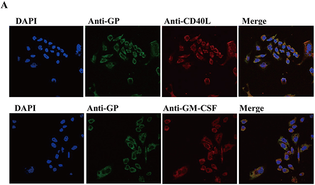 Verification of plasmids.