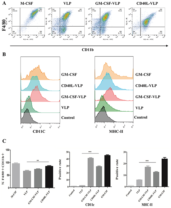flow cytometry assay of macrophages and DCs stimulated by CD40L-VLP or GM-CSF-VLP.