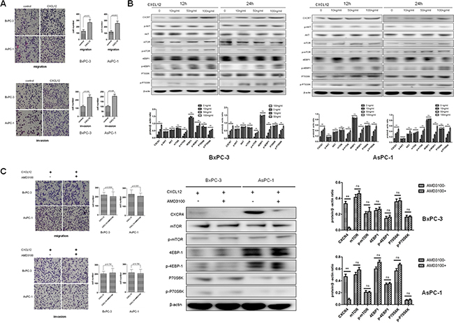 CXCL12 accelerates migration and invasion of PC cells through CXCR7 associated activation of mTOR signaling pathway.