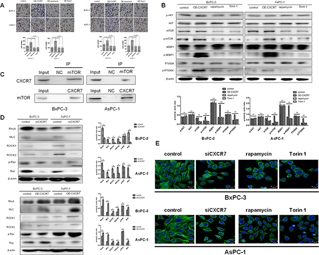 Effects of mTOR signaling pathway inhibition on CXCR7-mediated migration and invasion of PC cells and relative molecular mechanisms.