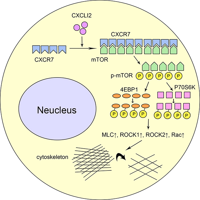 A diagram illustrating the related molecular mechanism of CXCL12-CXCR7 axis in PC.