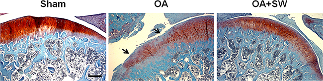 The histologic analysis of cartilage and subchondral bone in a rat model of early OA.