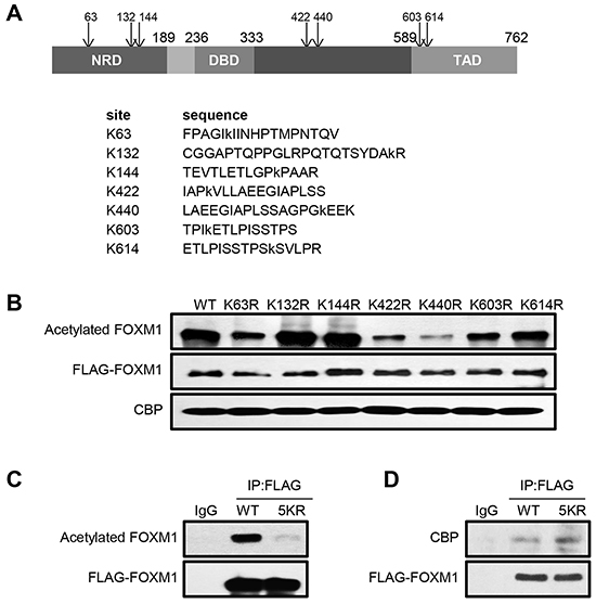 FOXM1 is acetylated at lysines 63, 422, 440, 603 and 614 residues.