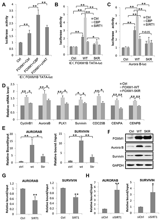 Acetylation Is Required for FOXM1 Transcriptional Activity.