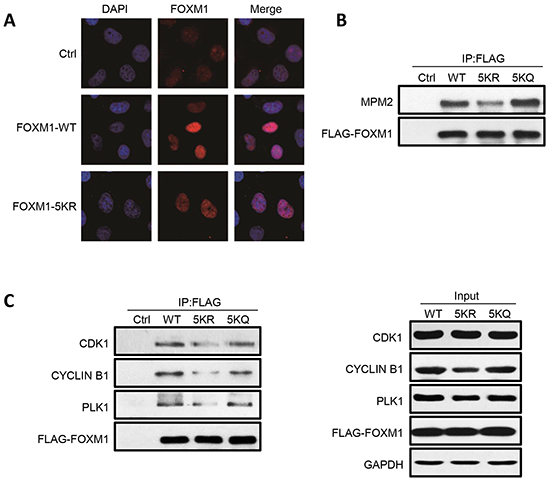 FOXM1 WT, 5KR and 5KQ present differential phosphorylation and interaction with components of the phosphorylation machinery.