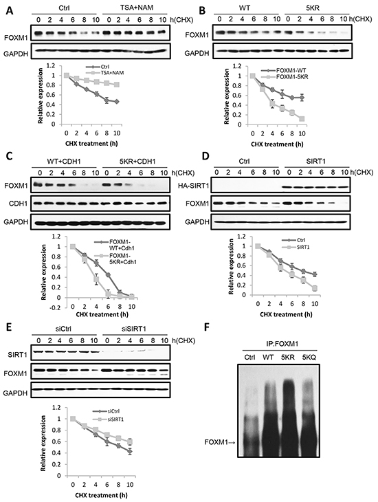 Acetylation increases FOXM1 stability.