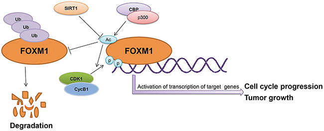 The schematic model depicting acetylation of FOXM1 regulates its functions.