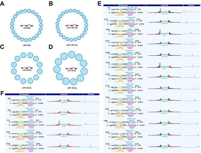 circRNA families interacting with miRNAs.