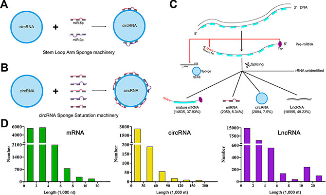The miRNA-circRNA binding machinery and landscape of RNA length.
