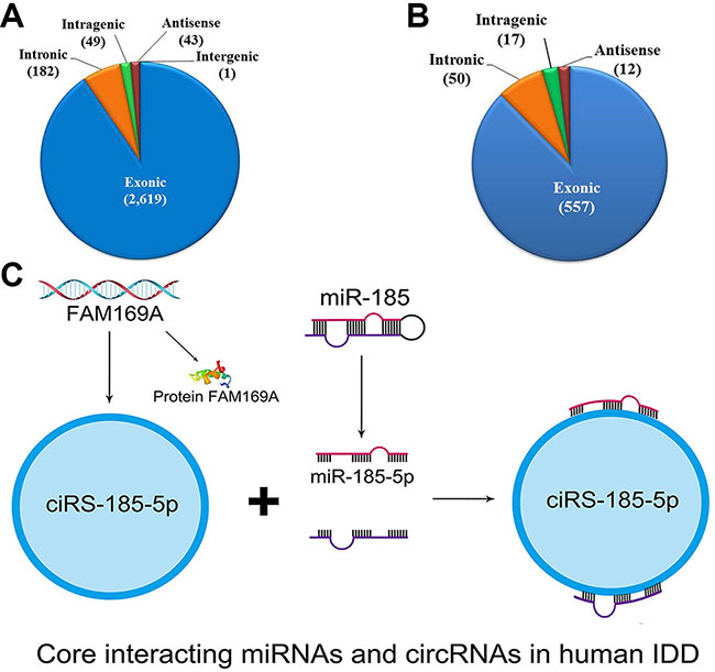 circRNAs and miRNAs in human intervertebral disc degeneration.