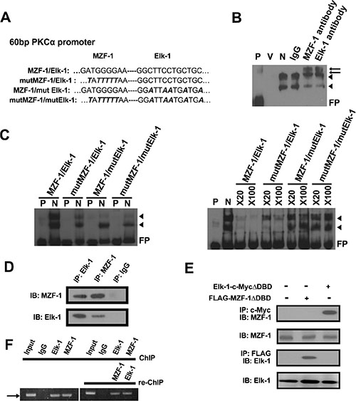 Elk-1/MZF-1 complex binds to the promoter region of PKC&#x03B1; to upregulate its protein expression.