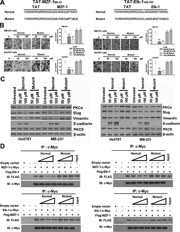 TAT-fused peptides decrease PKC&#x03B1; expression and reduce EMT.