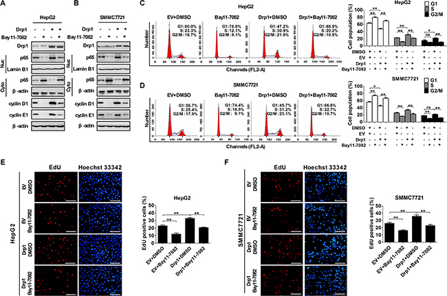 Drp1-mediated