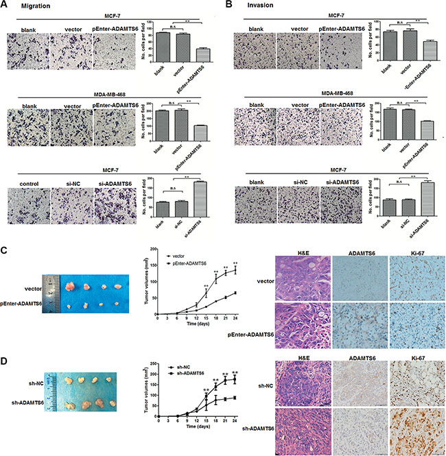 ADAMTS6 suppresses cell migration, invasion, and tumorigenesis in nude mice.