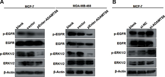 The EGFR/ERK signaling pathway is involved in ADAMTS6-mediated BC.
