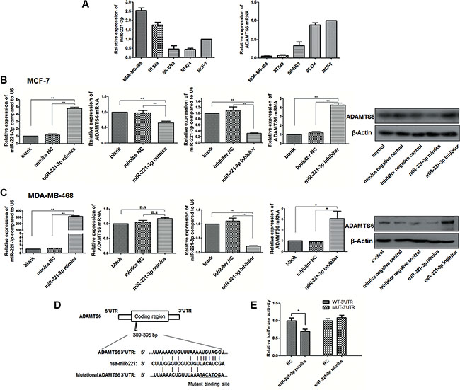 ADAMTS6 is a target of miR-221-3p.