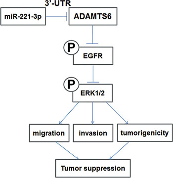 Schematic diagram illustrating the proposed ADAMTS6-mediated inhibition of the ERK1/2 signaling pathway and its role in BC cell migration, invasion, and tumorigenesis.