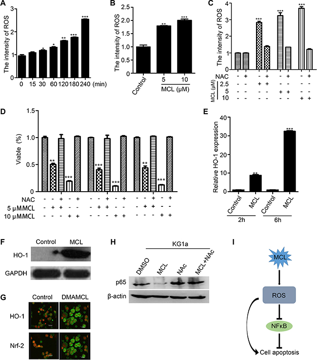 Generation of intracellular ROS promotes MCL-induced apoptosis.