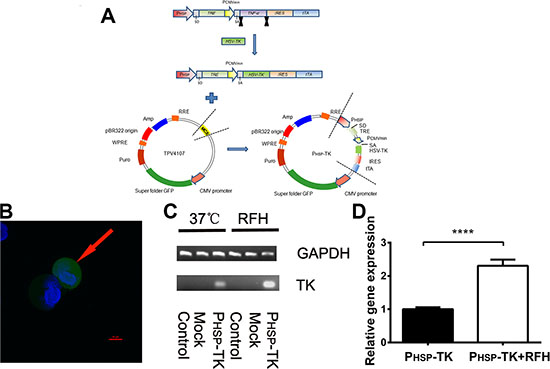 Construction of the PHSP-TK plasmid.