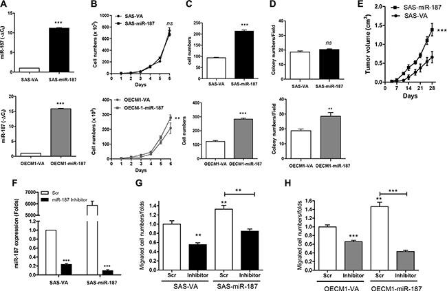 miR-187 modulates oncogenicity of OSCC cells.