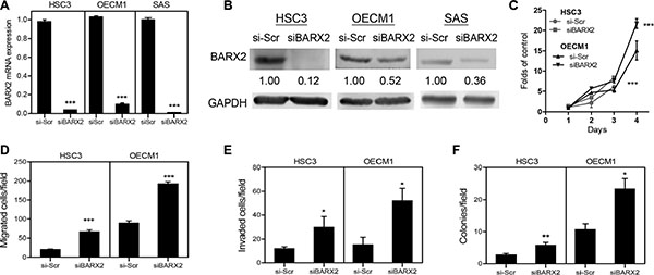 siBARX2 treatment enhances oncogenicity.