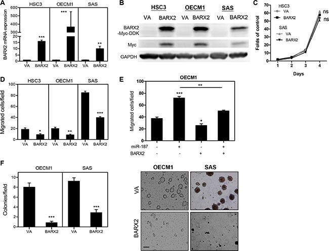 OSCC cells expressing BARX2 exhibit decreased oncogenicity.