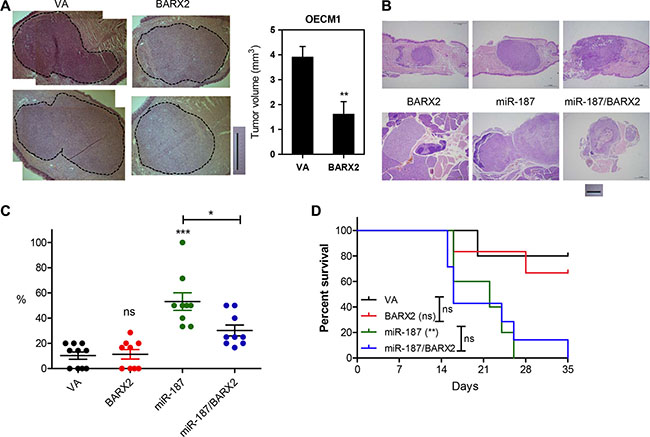 Analysis of tumor xenografts in athymic mice.