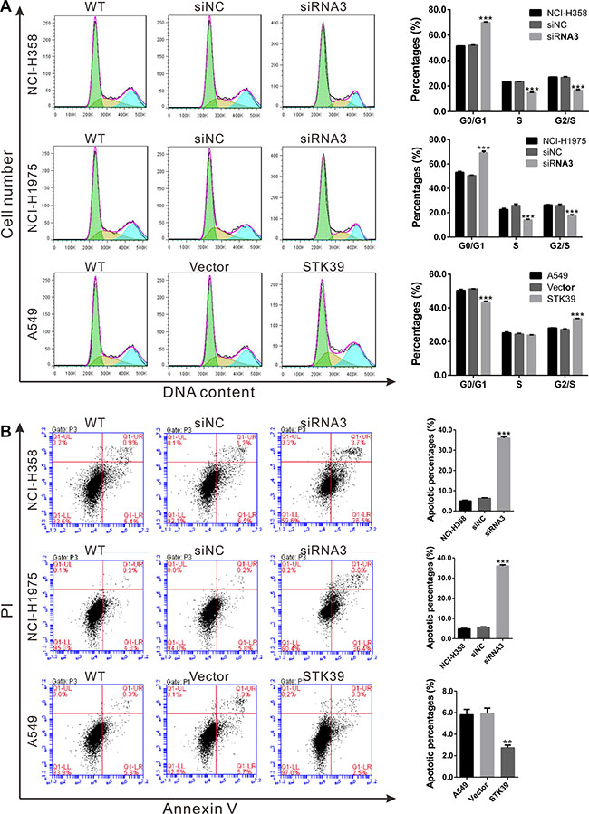 STK39 accelerates G1/S phase transition and inhibits cell apoptosis in NSCLC cells.