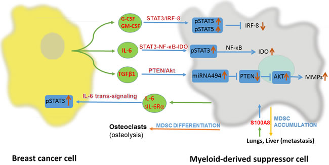 Interaction between breast cancer cell and myeloid-derived suppressor cell(MDSC).
