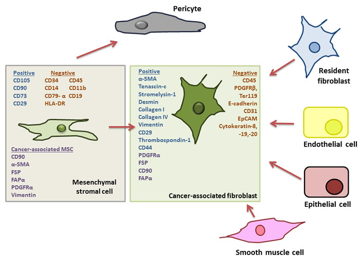 Outline of potential progenitor cells for cancer associated fibroblasts in the tumour microenvironment.