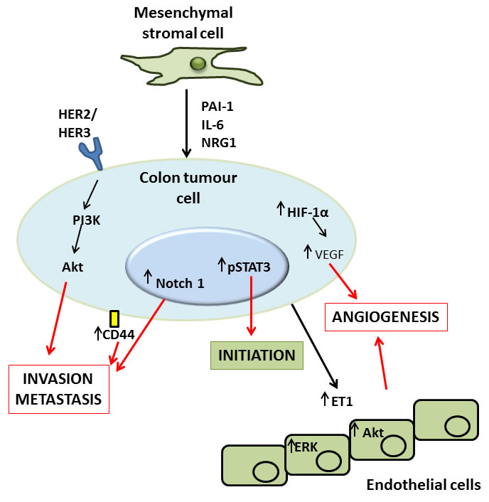 Molecular mechanisms of MSC mediated induction of colon tumour cell initiation, angiogenesis, invasion and metastasis.