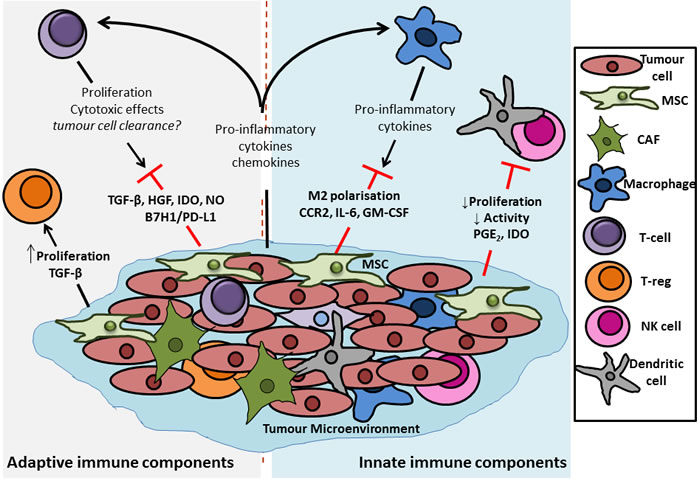 Outline of the potential immunomodulatory effects of MSCs in the colon tumour microenvironment.