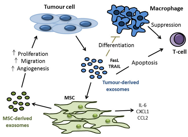 Tumour- and MSC-derived exosomes as potential mediators of colon tumour cell proliferation, migration, angiogenesis and modulation of anti-tumour immune response.