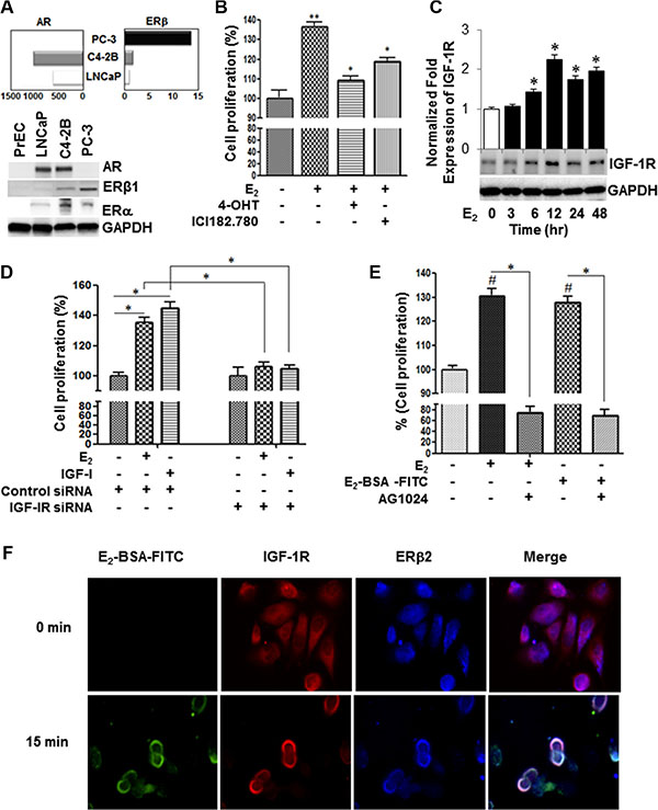Estrogen induces IGF-1R-dependent cell proliferation through non-canonical activation of ER&#x03B2;2 in AR-null PC-3 cells.