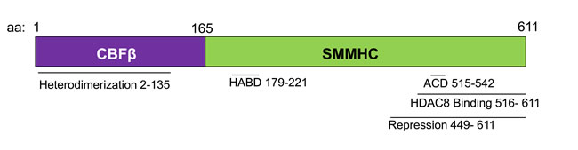 Schematic representation of the CBF&#x3b2;-SMMHC fusion protein.