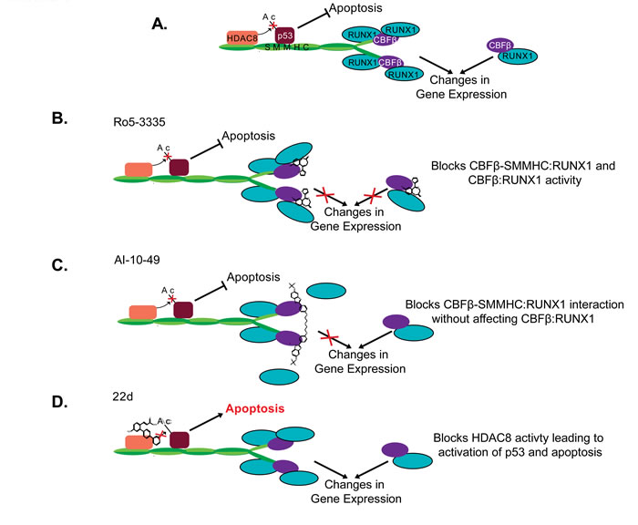 Proposed mechanism of CBF&#x3b2;-SMMHC inhibitors.