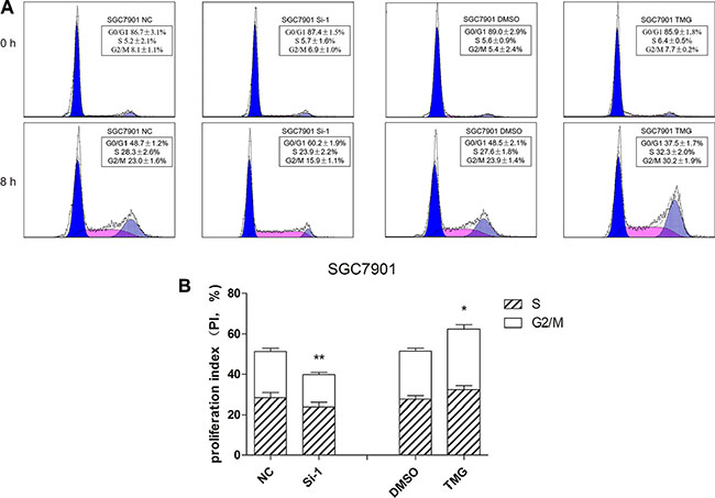 O-GlcNAcylation is involved in the regulation of cell cycle progression.