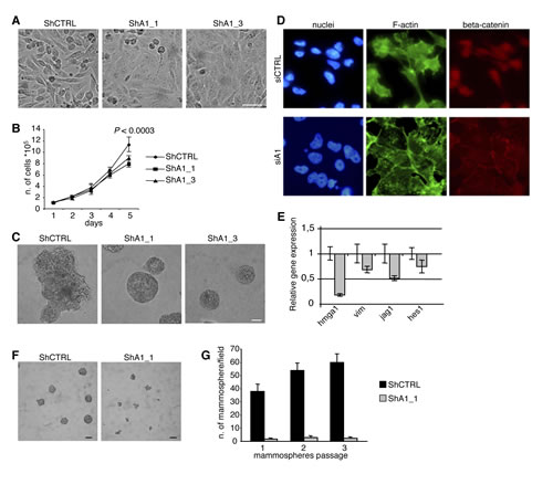 HMGA1 Depletion Induces Phenotypic Changes in the MDA-MB-231 Breast Cancer Cell Line.