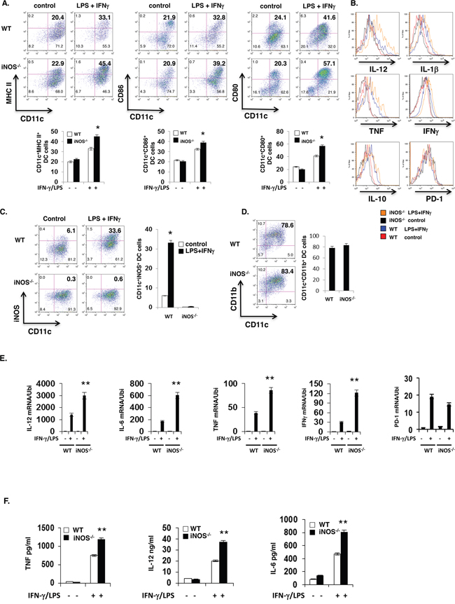 More maturation and Enhanced effector DC differentiation in iNOS-deficient mice.