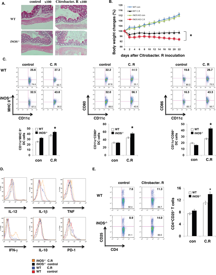 iNOS suppress effector DC differentiation in vivo.