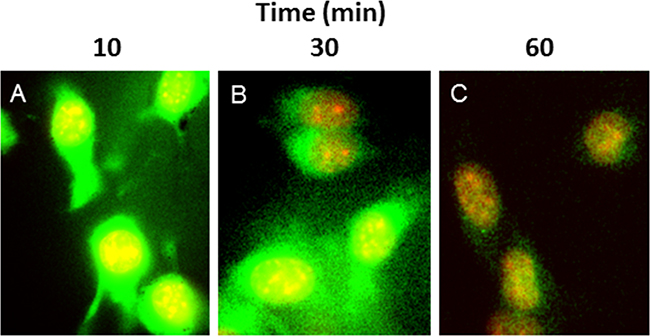 ALOS4 readily enters the cytoplasm of cells and gradually migrates to the nuclear envelope.