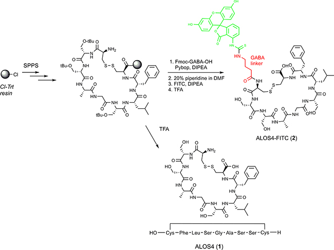 Synthesis of ALOS4(1) and ALOS4-FITC(2).